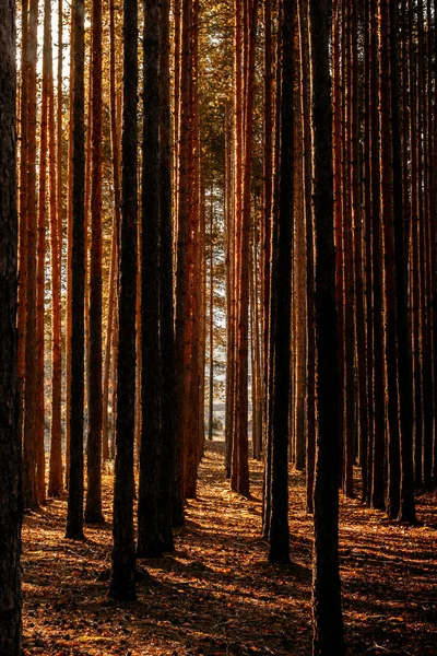 Fundo Floresta Pinheiros Parque Nacional Búlgaro Pirin — Fotografia de Stock