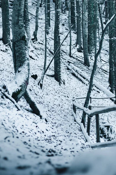 Vägen Skogen Rhodope Bergen Bulgarien — Stockfoto