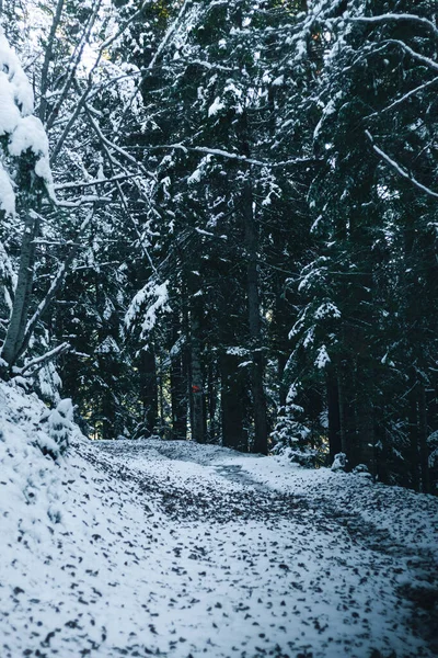 Очередная Снежная Дорога Жутком Лесу — стоковое фото