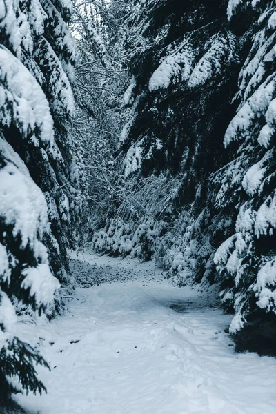 Снежная Дорога Покрытая Деревьями Покрыта Снегом Зимой Горах Родопы Болгарии — стоковое фото