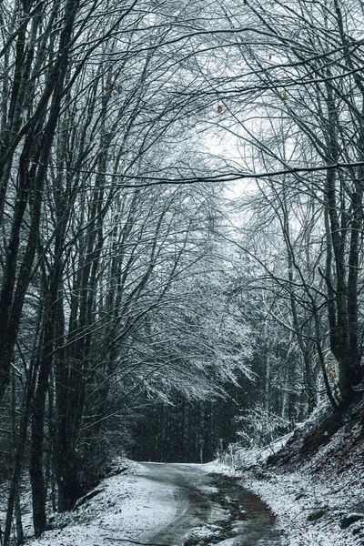 Горная Дорога Покрыта Деревьями Снегом — стоковое фото