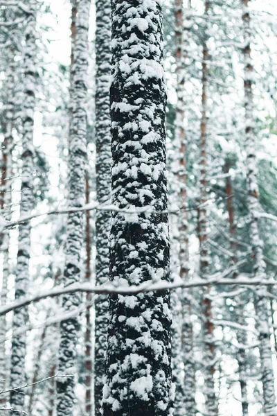 Крытая Сосна Снегом — стоковое фото