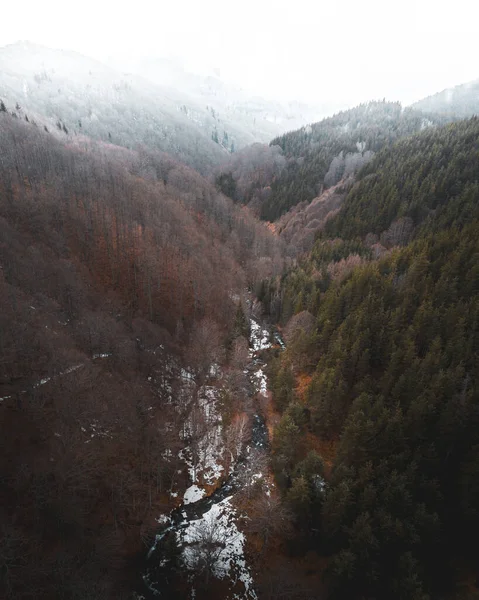 Ormanı olan güzel bir manzara ve kış boyunca arka planda bir dağ.