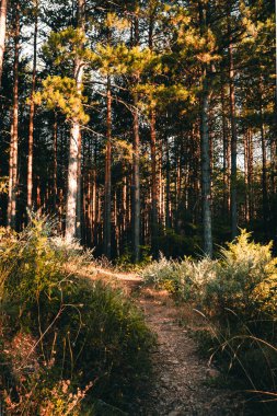 Güzel güneşli sonbahar manzarası