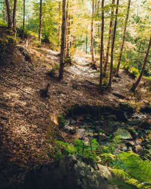 Ormanda patikası olan güzel bir manzara..