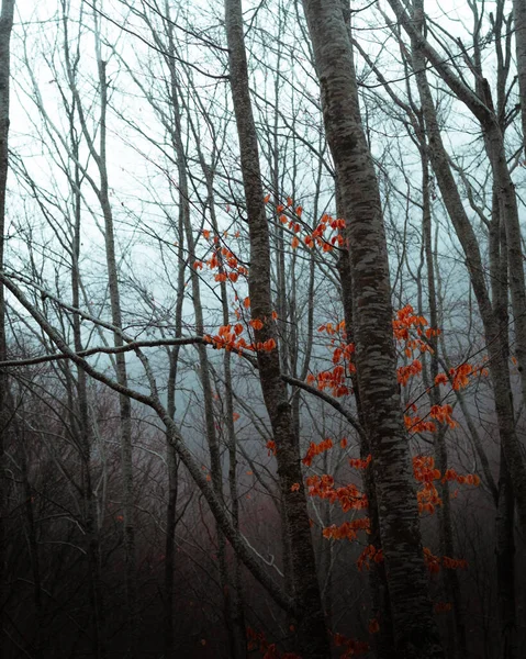 Belle Forêt Automne Avec Brouillard Brouillard — Photo