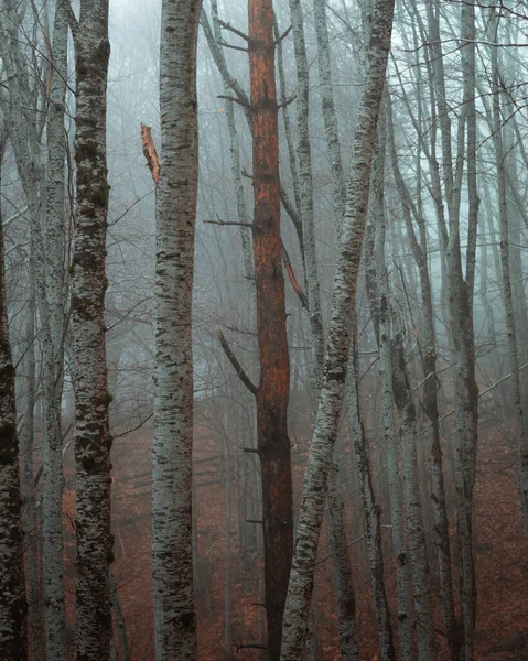 나무와 안개가 아름다운 — 스톡 사진