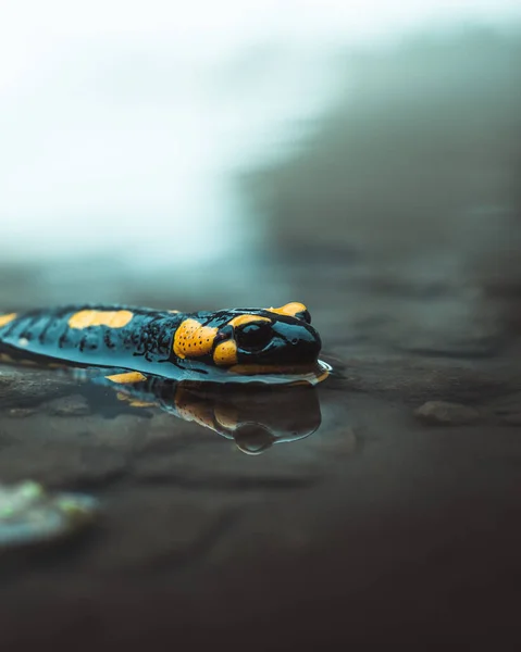 Closeup Shot Reptile Ina Puddle — Stock Photo, Image