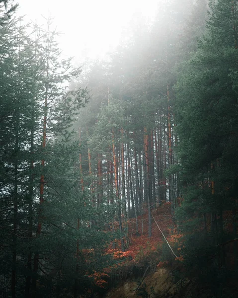 Hermoso Bosque Por Mañana —  Fotos de Stock
