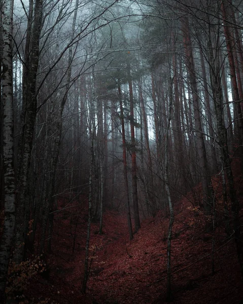 Dunkler Und Stimmungsvoller Wald Mit Nebel Hintergrund — Stockfoto