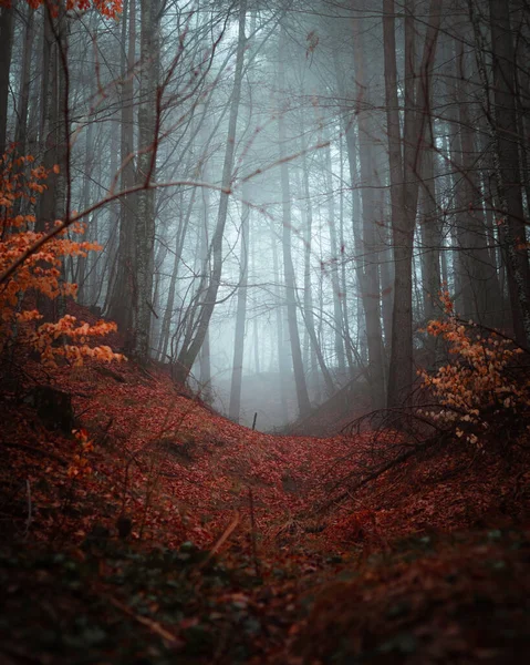 Waldlandschaft Mit Nebel Und Nebel — Stockfoto