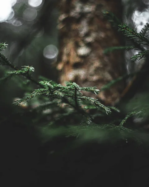 Huysuz bir ormanda yeşil çam dalı