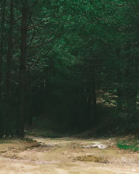 Sentier Forestier Dans Forêt Lunatique — Photo