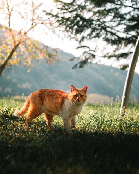 Çimlerin üzerinde sevimli turuncu kedi
