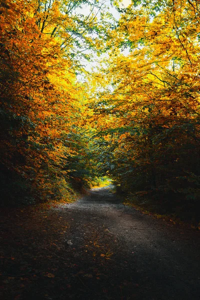 Осенний Сезон Лесу Разноцветными Листьями — стоковое фото