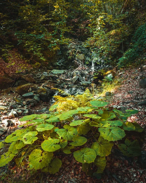 Krásný Podzimní Les Mechem Stromy Velkými Rostlinami — Stock fotografie