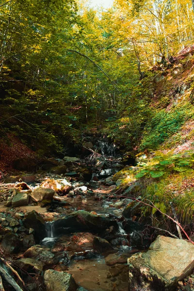 Krásný Podzimní Les Stromy Zelenými Listy — Stock fotografie