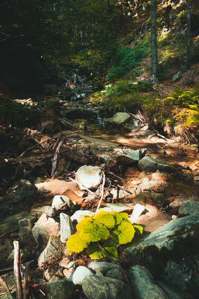Krásný Výhled Řeku Lese — Stock fotografie