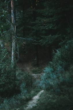 Ormanda soğuk ve kasvetli bir yol.