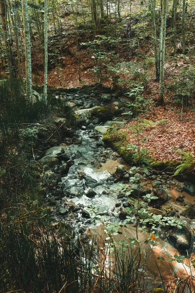 Krásná Lesní Krajina Řekou Lese — Stock fotografie