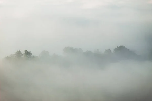 Ormanda sisli bir sabah.