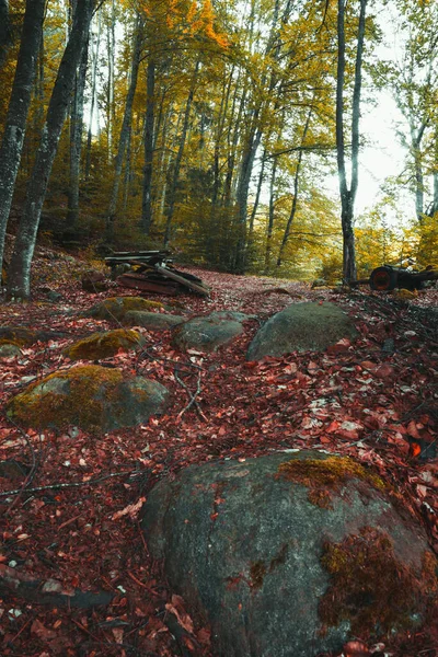 Höst Skog Med Färgglada Blad — Stockfoto