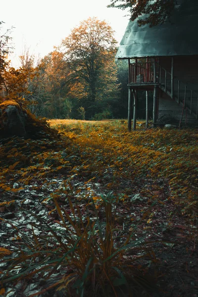 Renkli titreşimli sonbahar ormanı.
