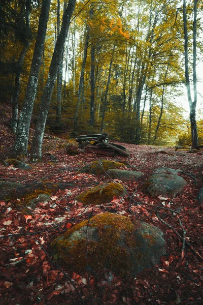 Höst Skog Med Färgglada Blad — Stockfoto