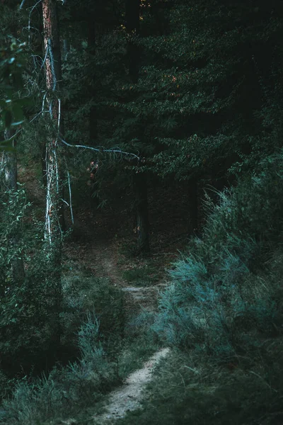 Hideg Szeszélyes Erdőben — Stock Fotó