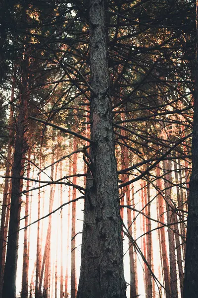 Höst Tallskogen — Stockfoto