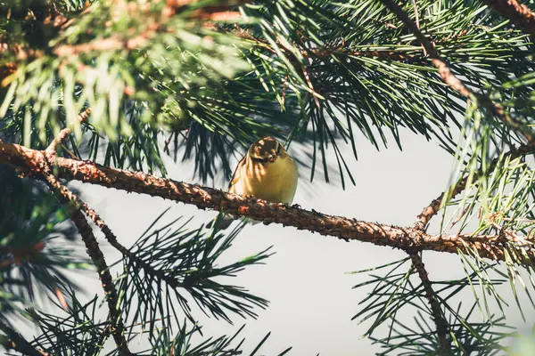 Schöner Kleiner Vogel Auf Kiefernzweig — Stockfoto