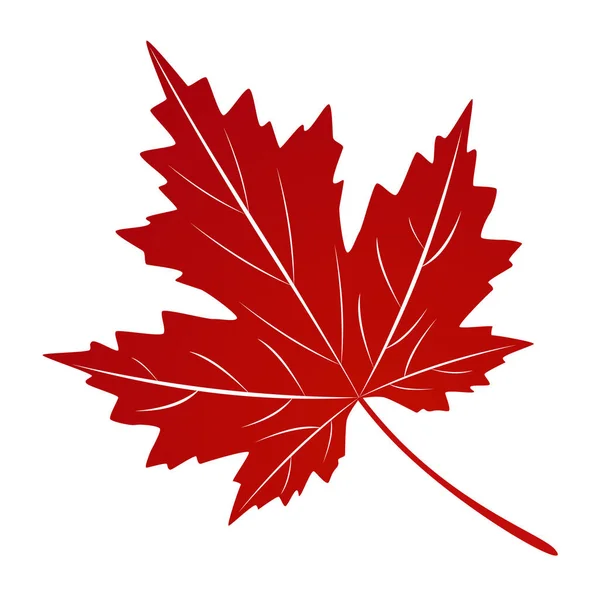 Autumn Red Maple Leaf Isolated White Background — Stock Vector