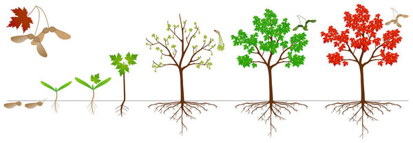 Цикл роста сахарного кленового растения на белом фоне.