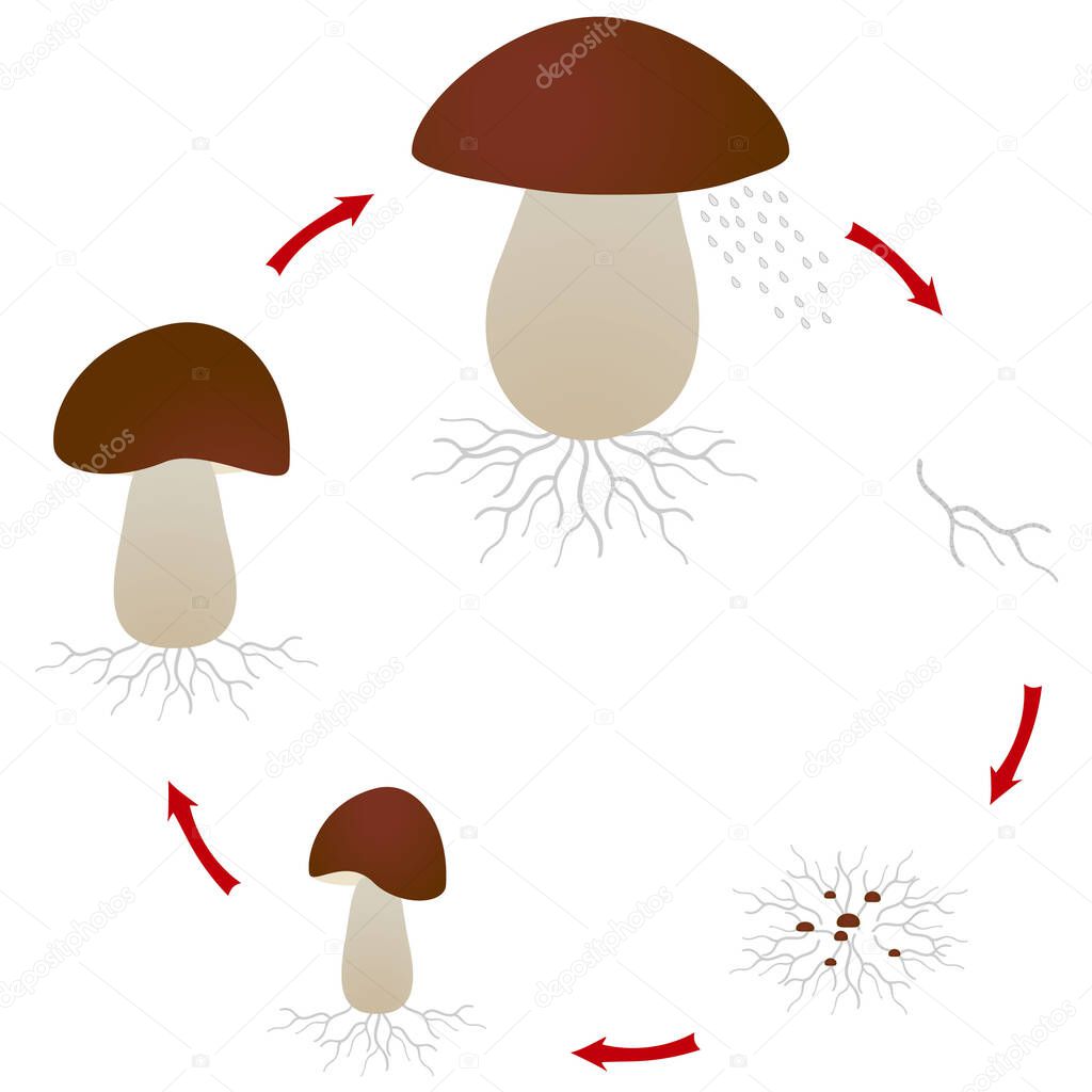 Mushroom growth cycle isolated on white background.