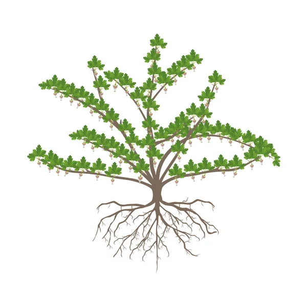 Arbusto Groselha Espinhosa Florescente Com Raízes Isoladas Fundo Branco —  Vetores de Stock