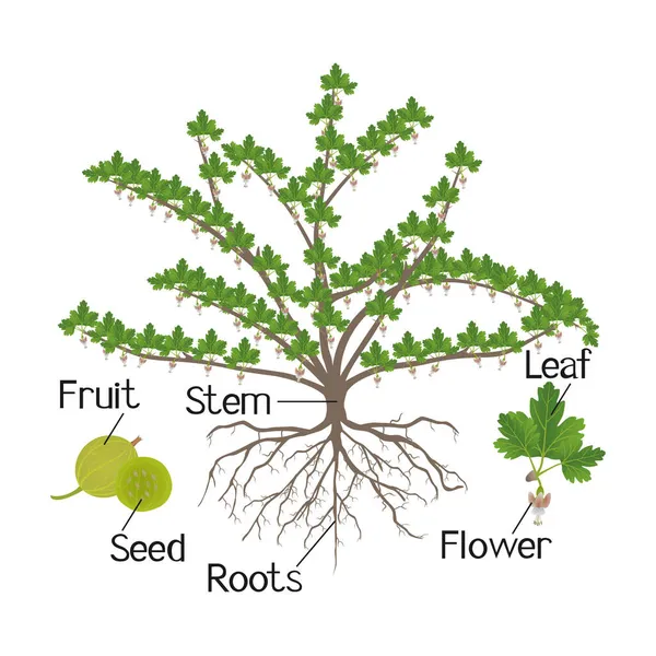 Partes Planta Del Grosellero Aisladas Sobre Fondo Blanco — Vector de stock