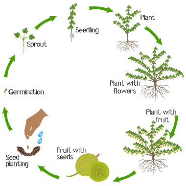 Bektaşi üzümü bitkisinin beyaz arka plandaki büyüme döngüsü.