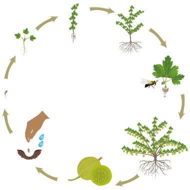 Bektaşi üzümü bitkisinin beyaz arka plandaki yaşam döngüsü.