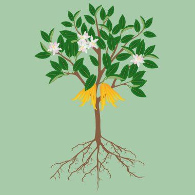 Buda 'nın el narenciyesi, yeşil arka planda meyve ve çiçeklerle..