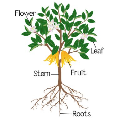 Beyaz arka planda izole edilmiş turunçgil ağacı parçaları.