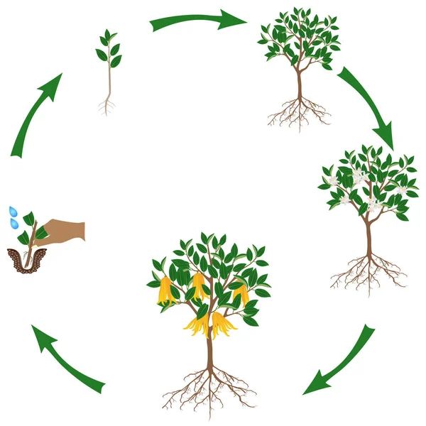 Růstový Cyklus Citrusových Rostlin Bílém Pozadí — Stockový vektor