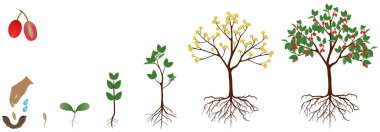 Cycle of growth of dogwood plant on a white background.