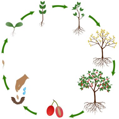 Life cycle of a dogwood plant on a white background.