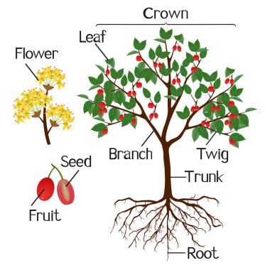 Dogwood bitkisinin bazı kısımları beyaz arka planda izole edilmiş..