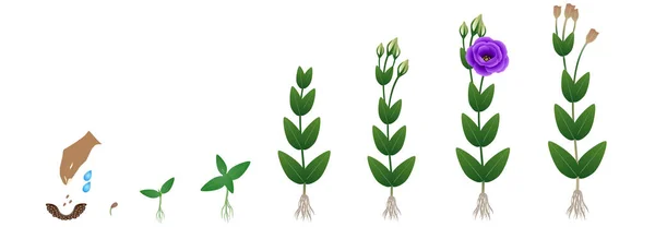 Цикл Роста Растения Эустомы Белом Фоне — стоковый вектор