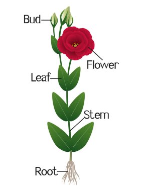Eustoma bitkisinin parçaları beyaz bir arkaplanda izole edilmiş..
