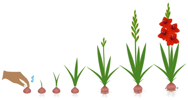 Cykel För Tillväxt Gladiolus Anläggning Isolerad Vit Bakgrund — Stock vektor