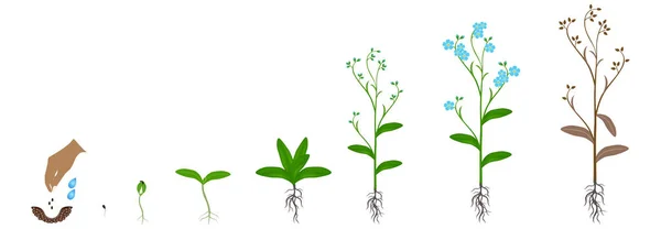 Cyklus Růstu Modré Zapomeňte Rostliny Izolované Bílém Pozadí — Stockový vektor
