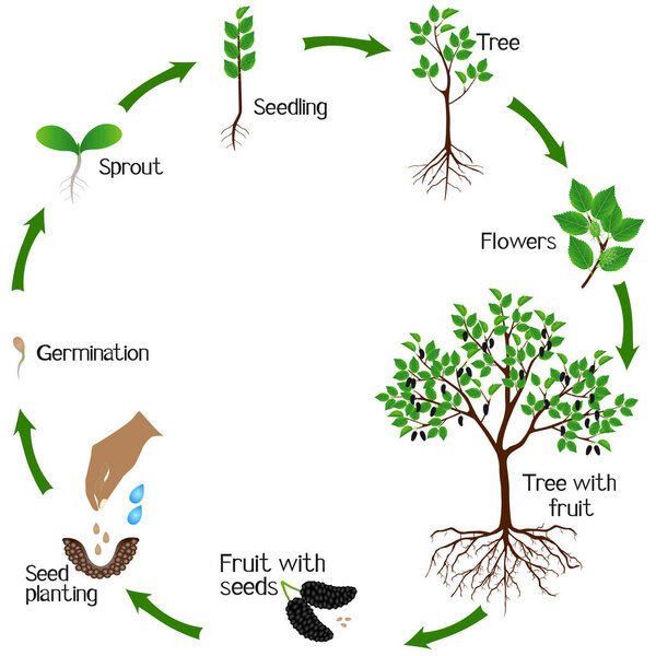 A growth cycle of mulberry plant on a white background.