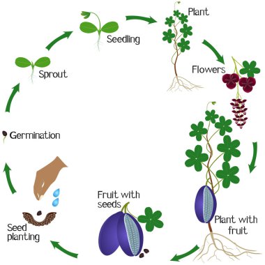 A growth cycle of akebia plant on a white background.